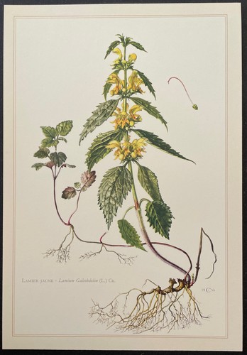 Botanique lamier jaune gravure - lamier,