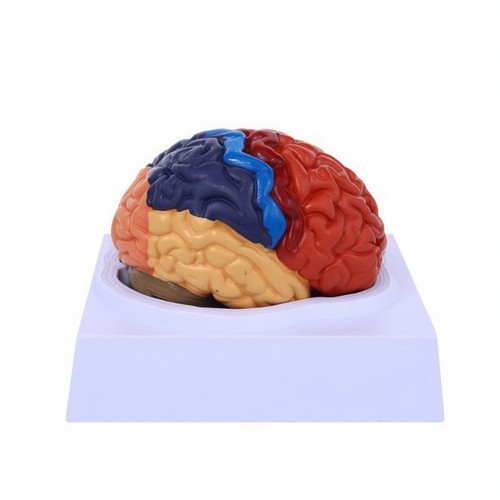 Modèle cerveau humain - modèle, de