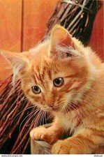 Animaux - Chats - Chatons -