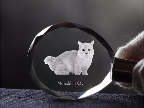 Munchkin chat cristal rond - chat,