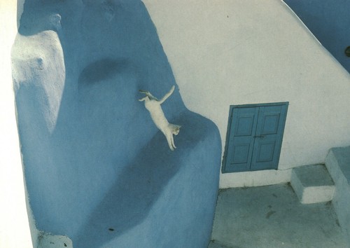 Carte postale les - chats, de
