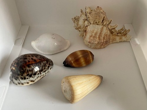 Lot coquillages - de,