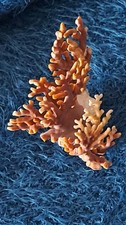 Distichopora violacea