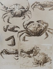 Mathurin MEHEUT : Le Crabe, Lithographie signée, 1911
