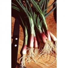 120 graines de ciboule rouge de chine perpétuelle, non traité