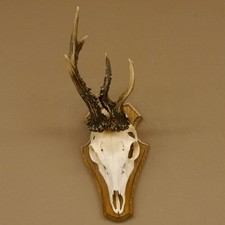 Boc De Chevreuil Anormal Avec