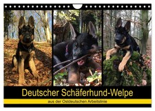 Chiot berger allemand - de la