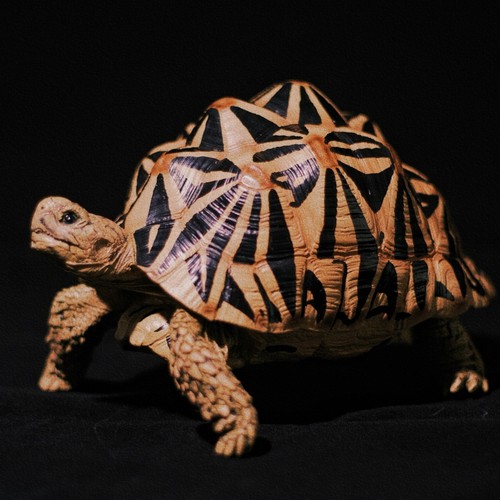 Bowuzhi geochelone elegans - bowuzhi,