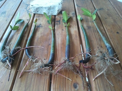 Red mangrove propagules - 10,
