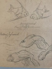 Beau Dessin Crayon Poisson Japonais Amazone 1920 A Identifier pêche Art Deco