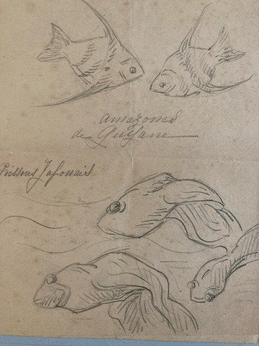Beau dessin crayon poisson - crayon,