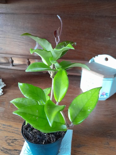 Bouture hoya carnosa - bouture,