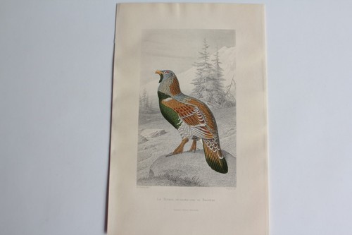Gravure buffon tétras grand - buffon,