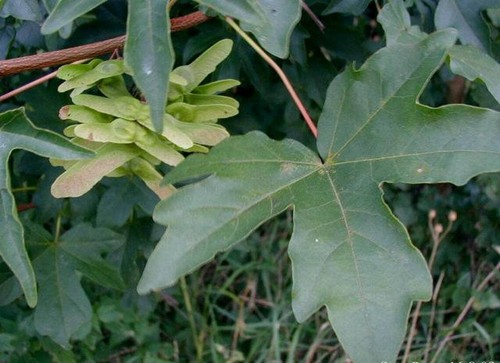 Graines acer campestre - 10,