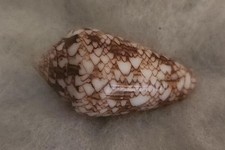 Coquillage Conus Brun En Frise