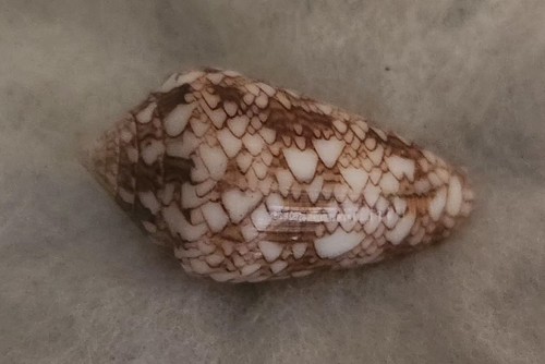 Coquillage conus brun - conus, frise