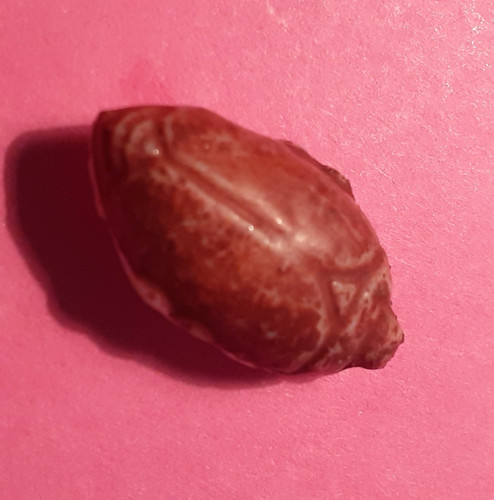 Rare hanneton rouge - rare, 1ère