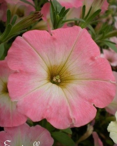 Surfinia pétunia pêche - pétunia, 'pêche