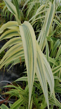 Arundo donax 'Ely' / Canne de Provence Naine / Godet