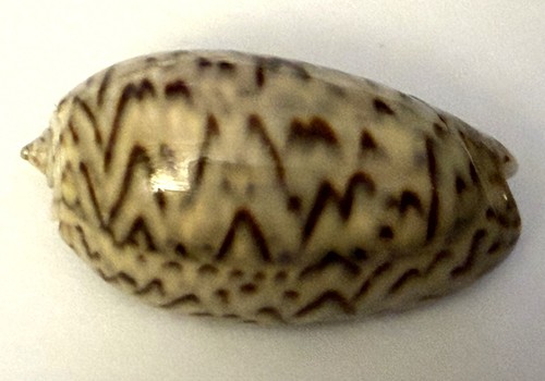 Coquillage olive olividae - olive,
