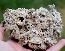 Corail fossile 560 grammes -