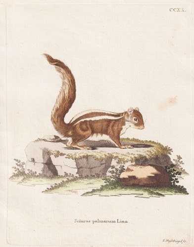 Indisches écureuil palmier - indisches, Écureuil-palmier