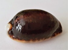 Superbe Cypraea Eglantina Niger et rostrée Nouvelle Calédonie 47.55 mm