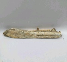 Mosasaurus Maw Fossile