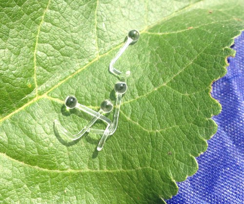 Lot nose ring - lot, of