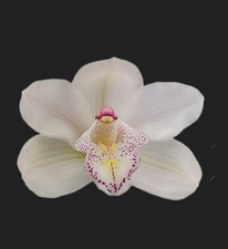 Cymbidium Chiara