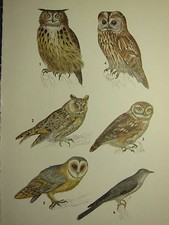 Vintage Naturel Histoire