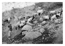 Inde, Banihal Pass, Troupeau