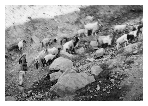 Inde banihal pass troupeau - inde,, pass,