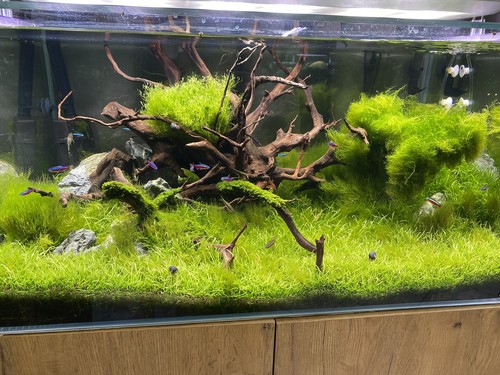 Promo lot plantes aquarium - plantes,