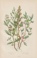 1905 Contactez-Nous (Atriplex)