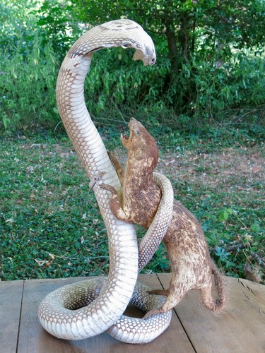 Combat taxidermie cobra - combat,, taxidermie,