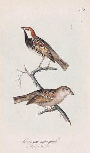 Moineau espagnol oiseau - moineau,