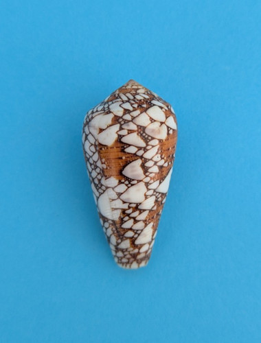 Conus behelokensis