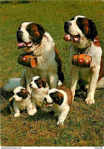 Carte postale animaux - postale,