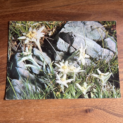 Postcard cpa fleur - -fleur, edelweiss