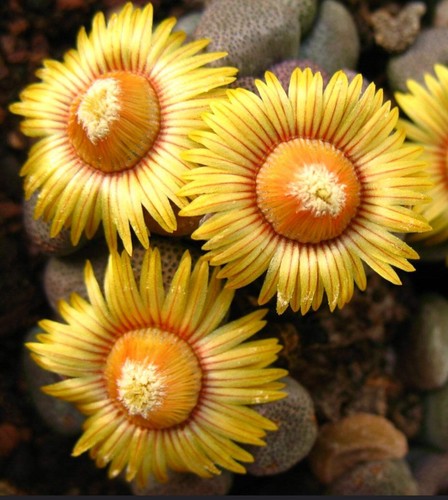 Aloinopsis schooneesii - ,