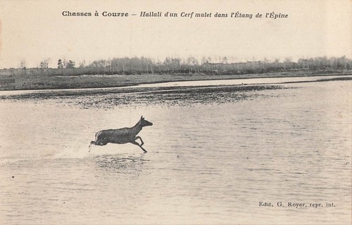 Chasses courre hallali - cp,