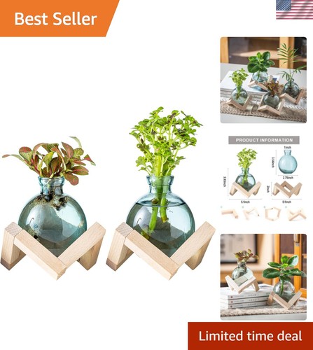 Unique plant terrarium - plant,