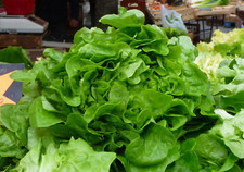 200 Graines de Laitue de Printemps - jardin potager - semences paysannes