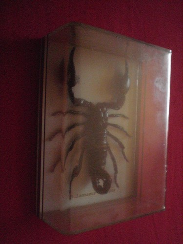 Entomologie palamnaeus - entomologie, ,