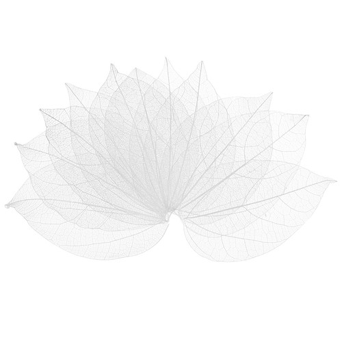 Feuilles squelettes - , en