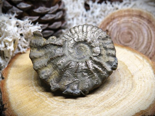 Fossile ammonite pyrite - fossile, d'ammonite