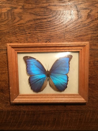 Papillon morpho didius - morpho,