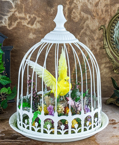 Parakeet bird specimen - bird,