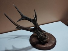 GRAND TROPHEE CHEVREUIL